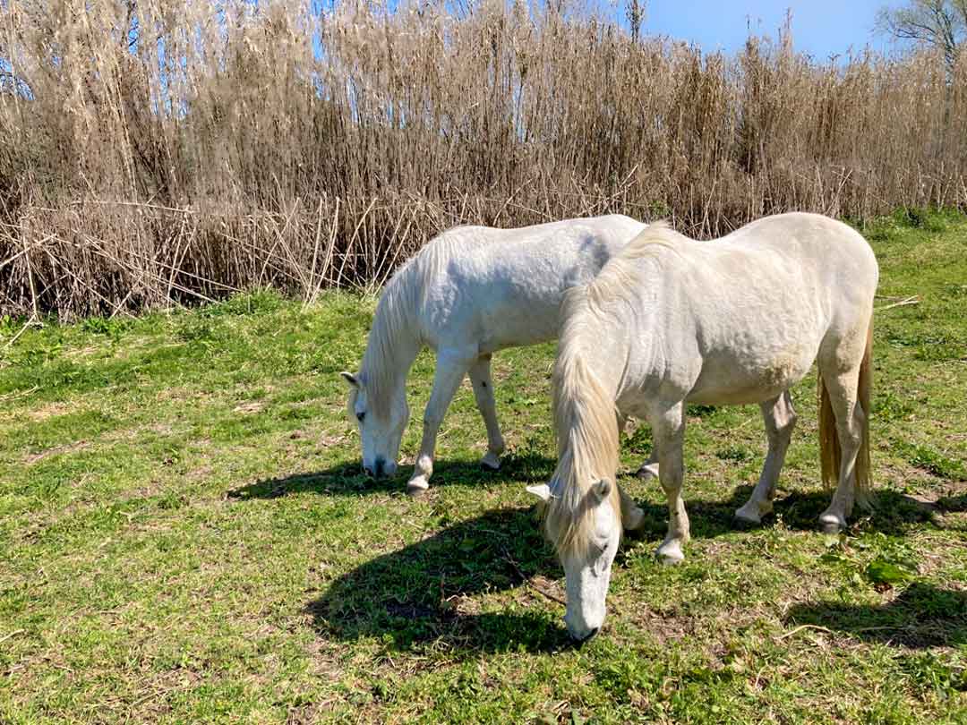 Randonnée équestre et Natural HorseWomanship avec les chevaux de Conny Kadia