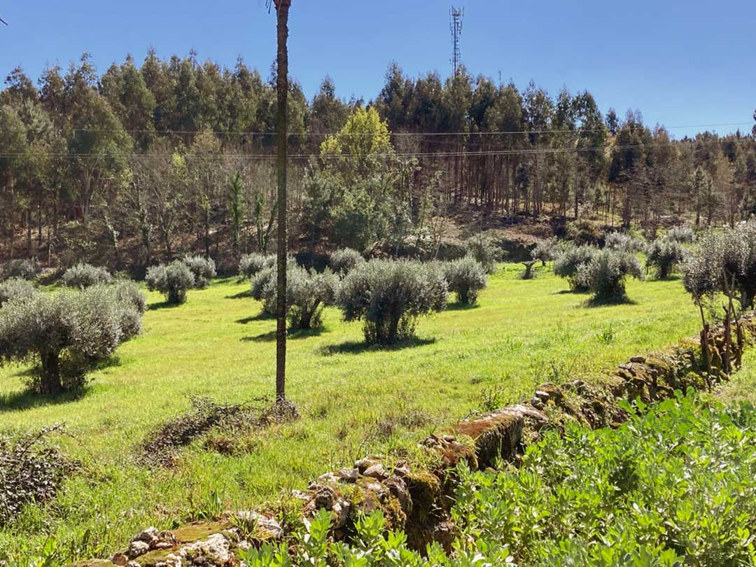 Blick über den Gartenzaun: angrenzende Wiese mit Olivenbäumen
