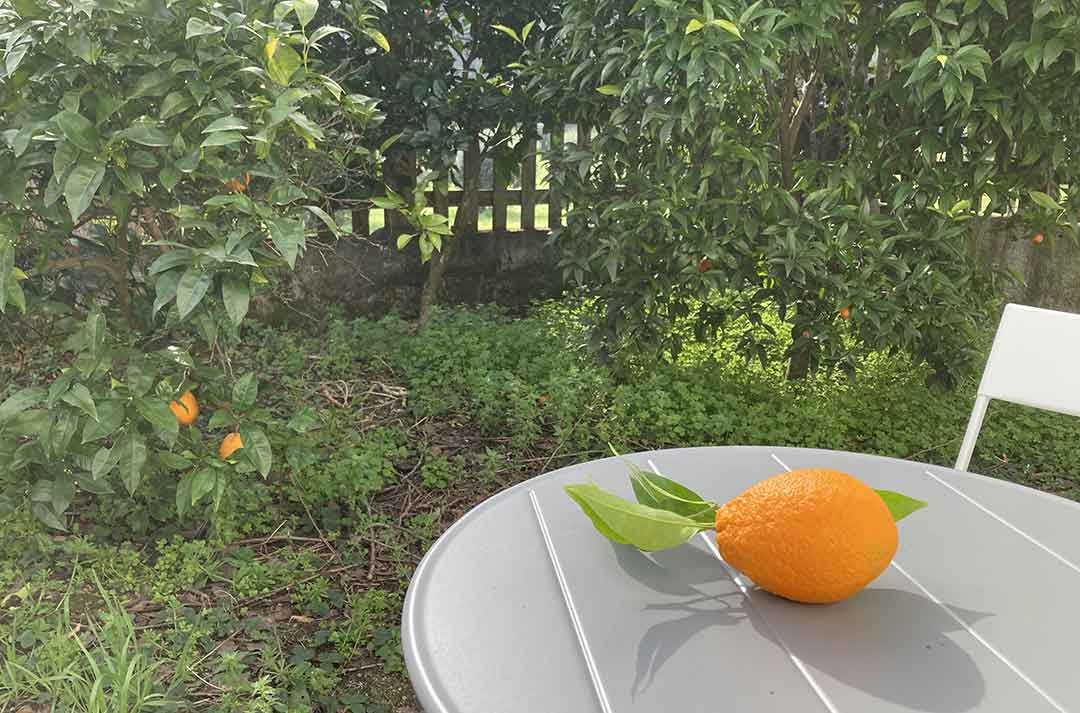 Orange in Garten